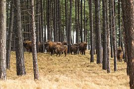 Des sages dans les dunes du Kraansvlak du Kennemerland du sud sur Jeroen Stel