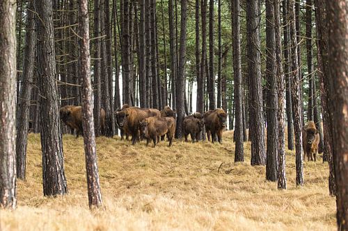 Wisenten in duinen op het Kraansvlak van Zuid Kennemerland