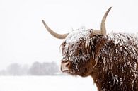 Schotse hooglander in de sneeuw van Edwin Muller thumbnail