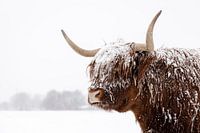 Schotse hooglander in de sneeuw