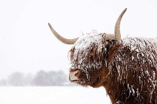 Schottischer Highlander im Schnee