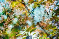 Bunte Zweige und Blätter | Naturfotografie von Nanda Bussers Miniaturansicht
