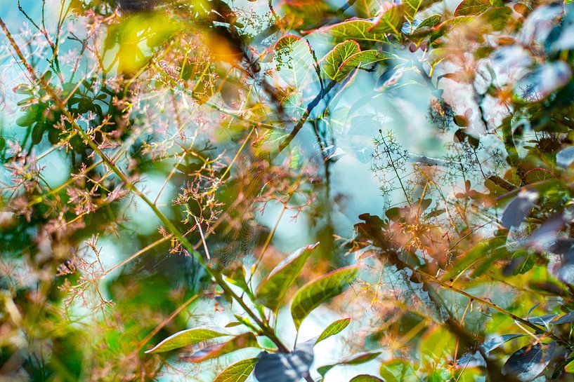 Bunte Zweige und Blätter | Naturfotografie von Nanda Bussers
