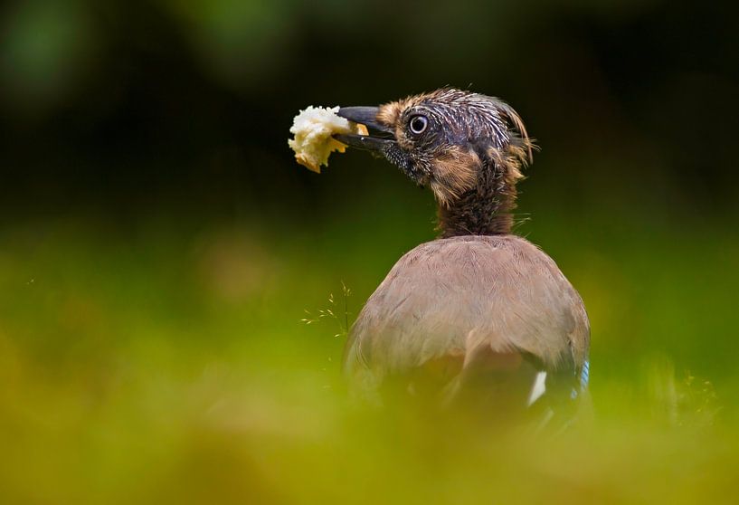 This is mine van Nildo Scoop