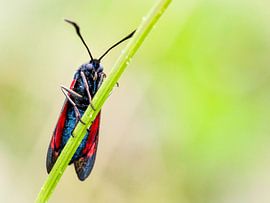Papillon de Saint-Jean
