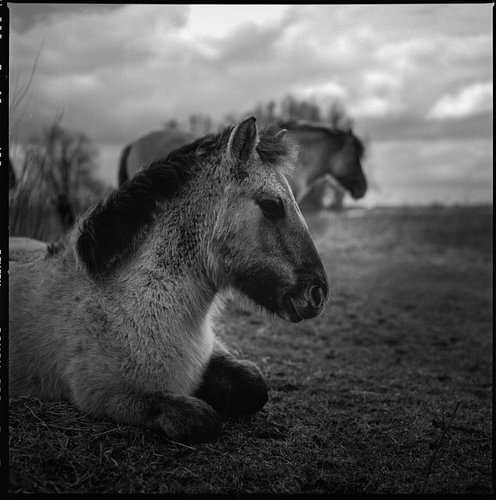 Horses relaxing on the Waalstrand in Nijmegen