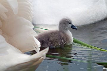 Zwemmend zwanen kuiken van Bob de Bruin