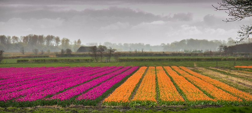 Look at the tulips by peterheinspictures