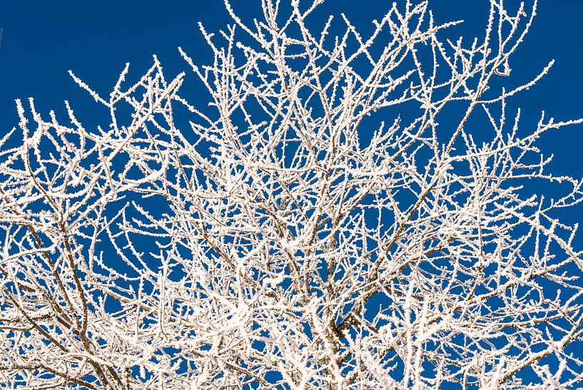 Ripe on bare branches. by Jan Fritz