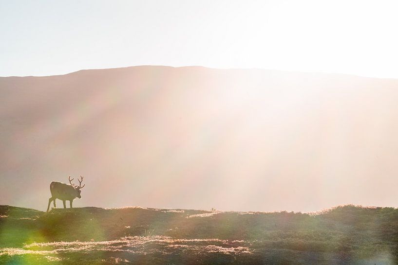 Reindeer in morning sun. by Axel Weidner