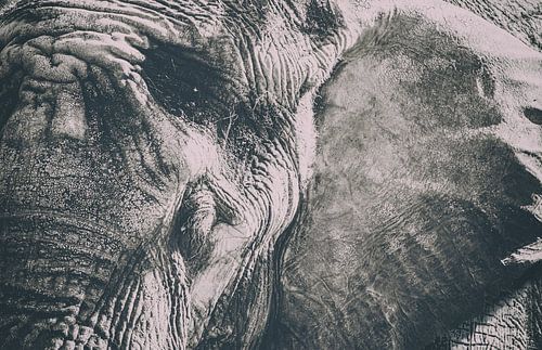 Olifant - close up van de tamme buideldier