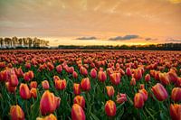 Sunset near tulip field