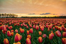 Sonnenuntergang in der Nähe des Tulpenfeldes von Hanno de Vries