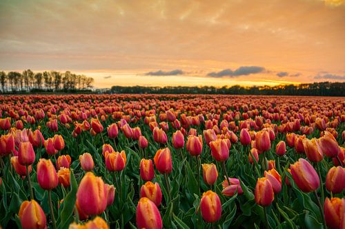 Sonnenuntergang in der Nähe des Tulpenfeldes