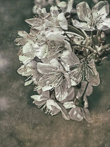 Lente - Kersen