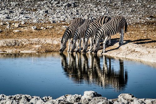 Zebras - Moment der Entspannung