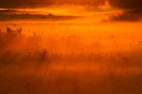 Fog grass landscape at sunrise