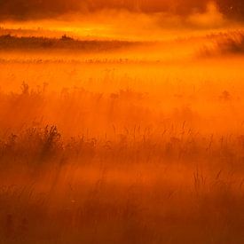 Mist graslandschap bij zonsopkomst van Menno van Duijn