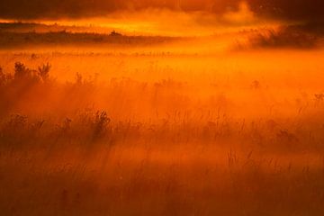 Fog grass landscape at sunrise by Menno van Duijn