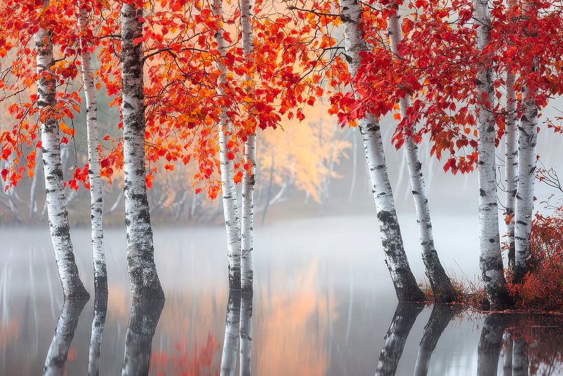 Herfstige berkenbomen in de mist van Poster Art Shop