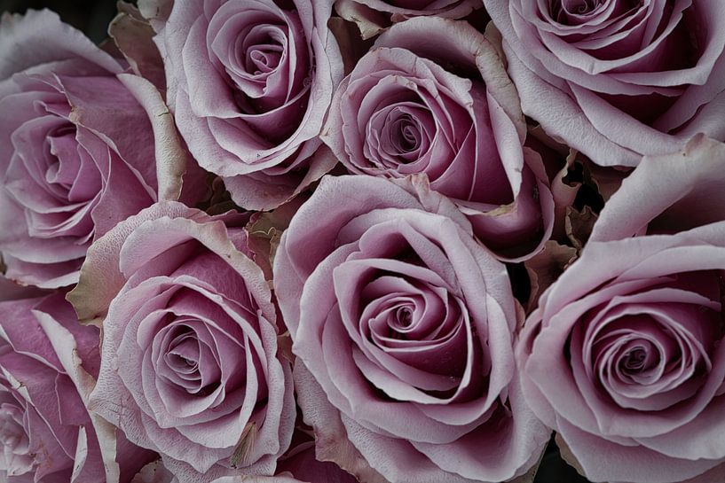 Close-up of a rose in full bloom, bright colours, fine textures. by Martin Köbsch