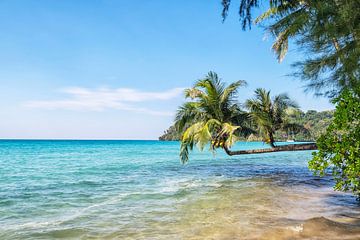 Koh Kood Palm by Bernd Hartner