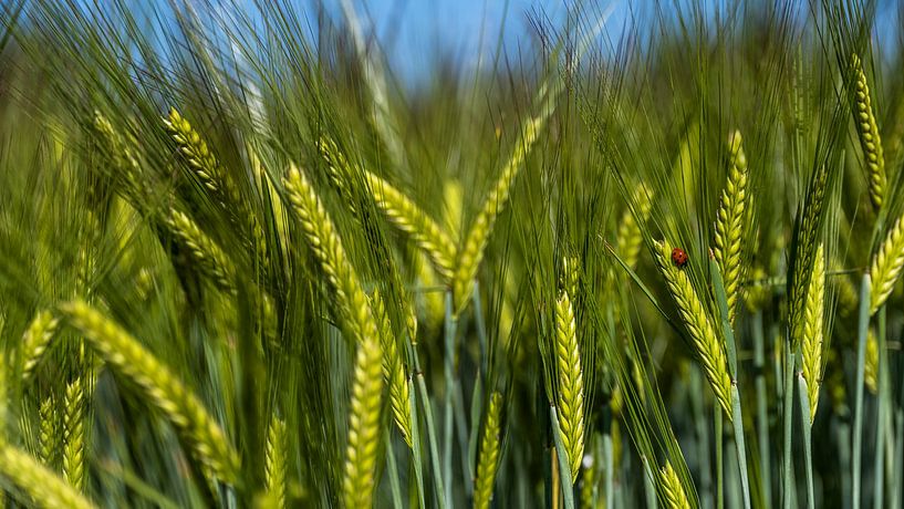 Find the Bug by Teun Ruijters