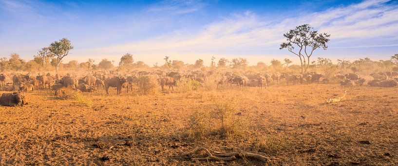 Buffalo Herd by Thomas Froemmel
