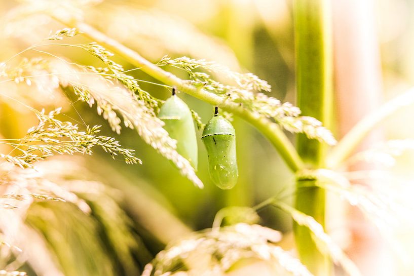 Monarch butterfly pupa par Mark Zanderink