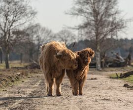 Highlander écossais avec veau sur Ans Bastiaanssen