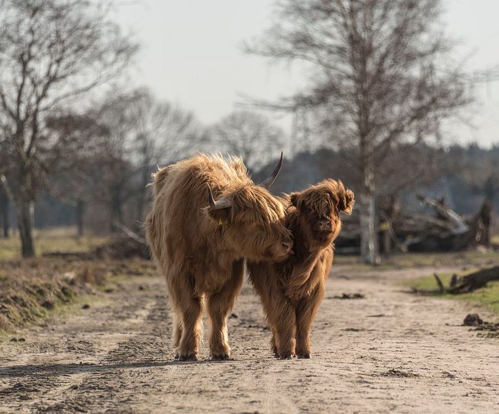 Schotse Hooglander met kalf van Ans Bastiaanssen