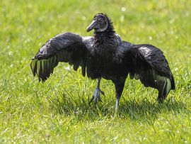 Vautour noir sur Loek Lobel