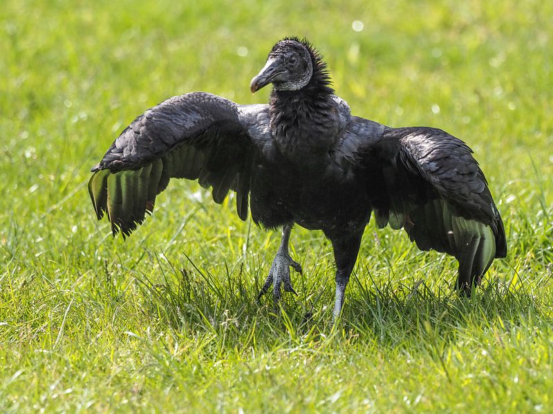 Vautour noir par Loek Lobel