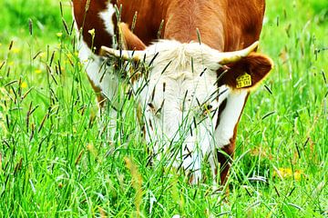 Landleben - Kühe, Kälber, Rinder von DeVerviers