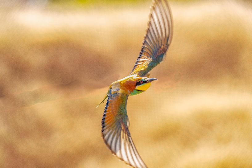 Mangeur d'abeilles, Merops apiaster. par Gert Hilbink