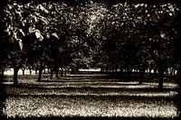 Walnotenboomgaard in de Dordogne