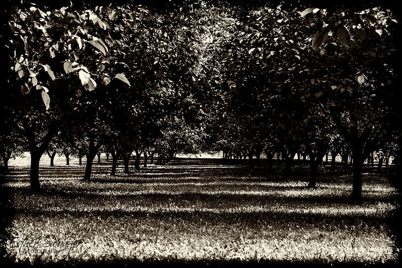 Walnotenboomgaard in de Dordogne by Esther Swaager