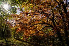 Pescocostanzo Bosco di Sant Antonio 4 by Martijn Jebbink Photography