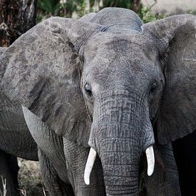 Eléphant d'Afrique à l'état sauvage - Tanzanie sur Charrel Jalving