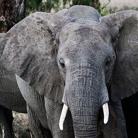 Afrikaanse Olifant in het wild - Tanzania van Charrel Jalving