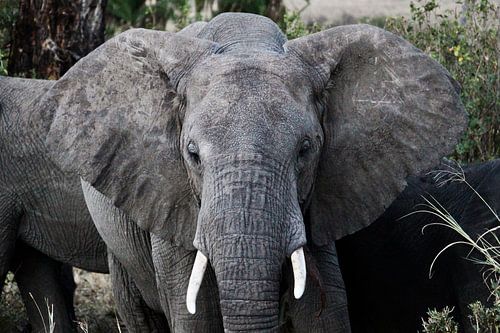 Afrikanischer Elefant in freier Wildbahn - Tansania