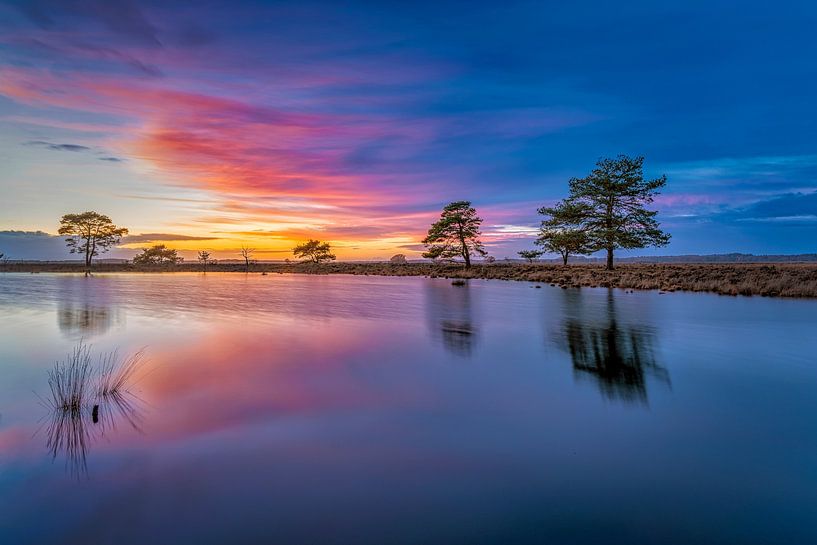Blauwe uur in Dwingelderveld van Bea Budai