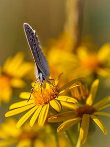 Blassblau von Rob Boon