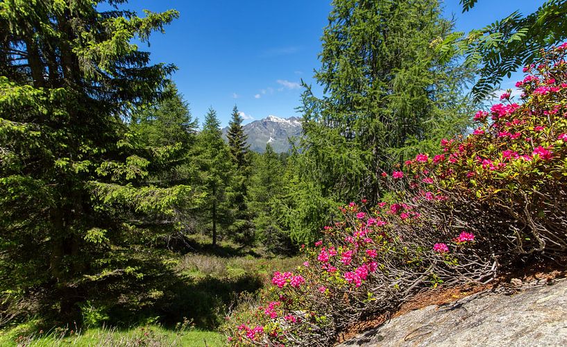 Alpenrosen auf dem Hirzer in den Sarntaler Alpen von Martina Weidner