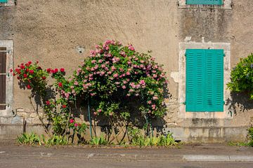 Petit urban , een rozenstruik in Frans dorpje. van Blond Beeld