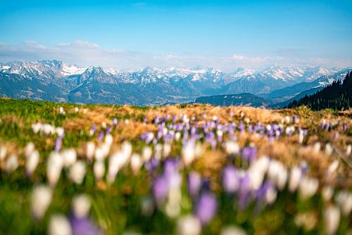 Krokussen voor de lente in de Allgäuer Alpen