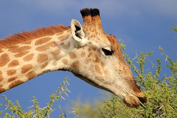 Giraffe eats from an acacia tree by Bobsphotography