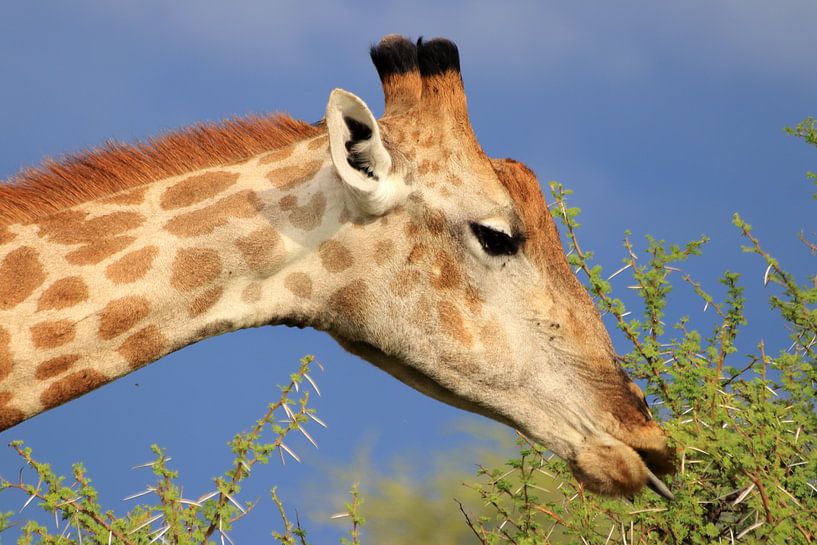 Giraffe eats from an acacia tree by Bobsphotography