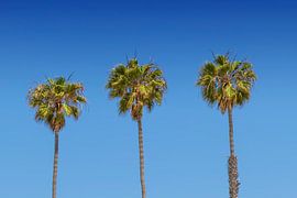 Lovely Palm Trees by Melanie Viola