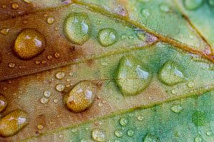 Gouttes de pluie sur une feuille d'automne